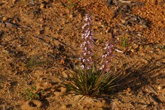 Stylidium elongatum