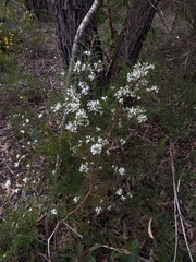 Hakea sericea