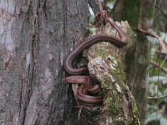 Pantherophis alleghaniensis