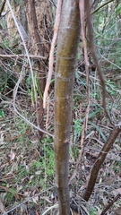 Prostanthera lasianthos