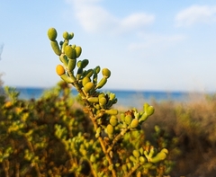 Tetraena fontanesii