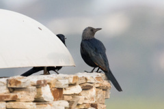 Onychognathus morio morio