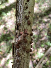 Hypoxylon fragiforme