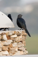 Onychognathus morio morio