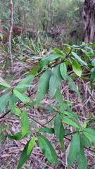 Prostanthera lasianthos