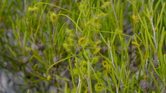 Drosera hirsuta