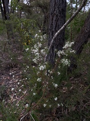 Hakea sericea