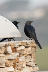 Onychognathus morio morio