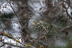 Acanthiza chrysorrhoa