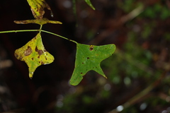 Erythrina vespertilio