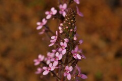 Stylidium elongatum