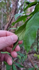 Prostanthera lasianthos