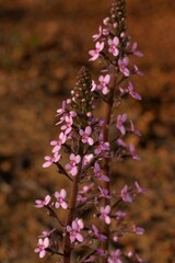 Stylidium elongatum