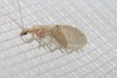 Hemerobius gilvus