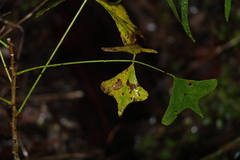 Erythrina vespertilio