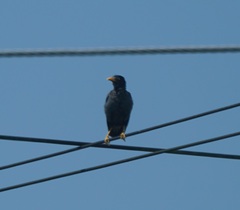 Acridotheres javanicus