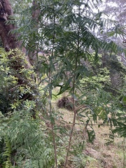Acacia implexa