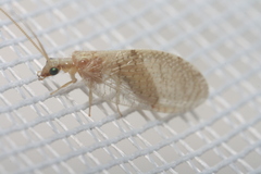 Hemerobius gilvus