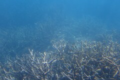 Acropora