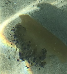 Cotylorhiza tuberculata