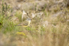 Acanthiza chrysorrhoa