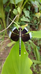Neurothemis tullia
