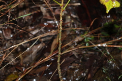 Erythrina vespertilio