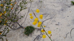 Acacia