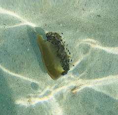 Cotylorhiza tuberculata
