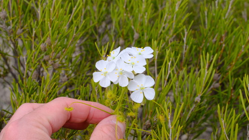 Drosera hirsuta