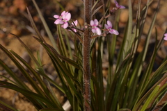 Stylidium elongatum