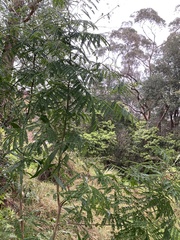 Acacia implexa
