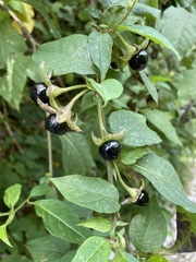 Atropa belladonna