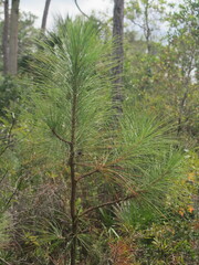 Pinus elliottii densa