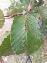 Aceria tenella