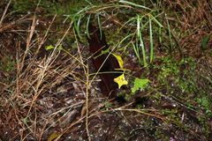 Erythrina vespertilio
