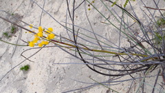 Acacia