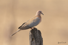 Streptopelia senegalensis