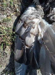 Branta leucopsis
