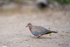 Streptopelia senegalensis