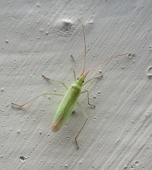 Trigonotylus