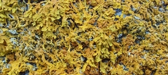Xanthoria aureola