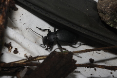 Carabus coriaceus