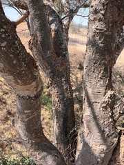 Albizia anthelmintica