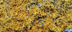 Xanthoria aureola