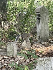 Sciurus carolinensis