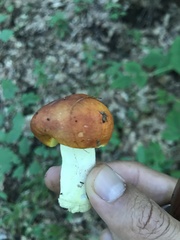 Russula aurea