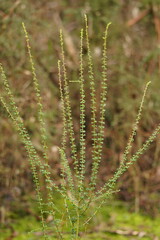 Coprosma quadrifida