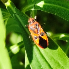 Corizus hyoscyami