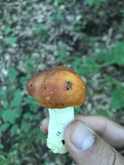 Russula aurea